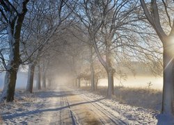 Ośnieżone drzewa i droga we mgle