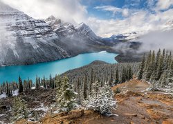 Ośnieżone drzewa i góry nad jeziorem Peyto Lake