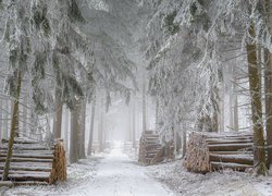 Zima, Śnieg, Las, Drzewa, Droga, Kłody