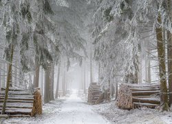 Ośnieżone drzewa i kłody przy leśnej drodze
