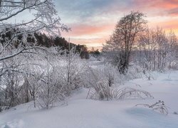 Ośnieżone drzewa i krzewy na brzegach rzeki