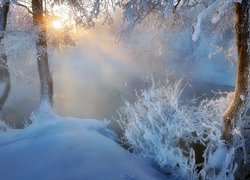 Ośnieżone drzewa i krzewy na brzegu zamglonej rzeki