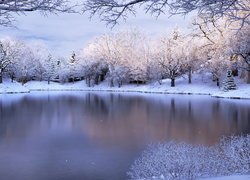 Ośnieżone drzewa i krzewy nad jeziorem