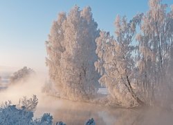 Ośnieżone drzewa i krzewy nad rzeką we mgle