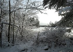 Zima, Drzewa, Krzewy, Śnieg, Jezioro