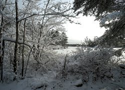 Ośnieżone drzewa i krzewy nad zaśnieżonym jeziorem