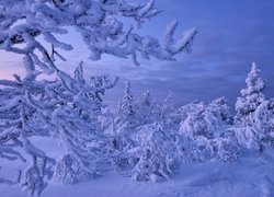 Ośnieżone drzewa i krzewy w głębokim śniegu