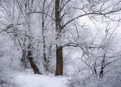 Ośnieżone drzewa i krzewy w lesie