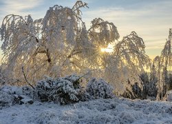 Ośnieżone drzewa i krzewy w promieniach słońca