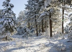 Zima, Śnieg, Las, Ośnieżone, Drzewa, Słońce