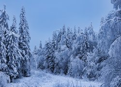 Zima, Śnieg, Ośnieżone, Drzewa iglaste, Las