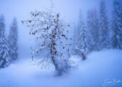 Zima, Zaspy, Śnieg, Ośnieżone, Drzewa, Mgła