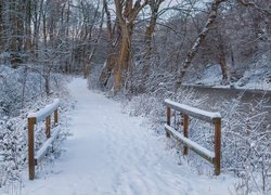 Ośnieżone drzewa i mostek nad rzeką w lesie