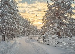 Ośnieżone drzewa i ogrodzenie przy drodze w parku