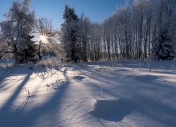 Ośnieżone drzewa i polana w blasku słońca