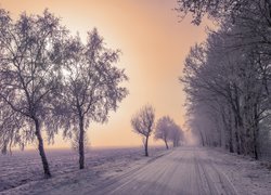 Ośnieżone drzewa i pole przy drodze