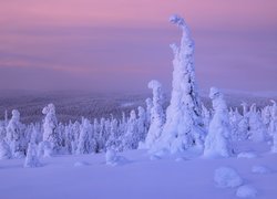 Zima, Śnieg, Drzewa, Rośliny, Finlandia