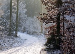 Ośnieżone drzewa i ścieżka w lesie