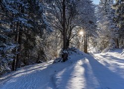 Zima, Las, Drzewa, Śnieg, Ścieżka, Ślady, Promienie słońca