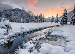 Ośnieżone drzewa i śnieg nad potokiem w górach