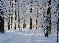 Ośnieżone drzewa i wydeptana ścieżka w parku