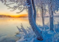 Zima, Jezioro, Wschód słońca, Ptaki, Drzewa, Śnieg, Szron