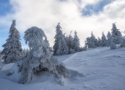 Ośnieżone drzewa na polu w zaspach