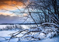 Ośnieżone drzewa na polu zasypanym śniegiem