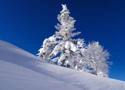 Zima, Wzgórze, Drzewa