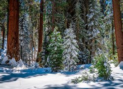 Stany Zjednoczone, Kalifornia, General Grant Grove, Park Narodowy King Canyon, Drzewa, Sekwoje, Zima, Śnieg