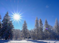 Ośnieżone drzewa na tle błękitnego nieba