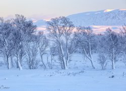 Ośnieżone drzewa na tle gór Rannoch Moor w Szkocji