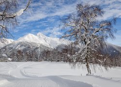 Ośnieżone drzewa na tle gór