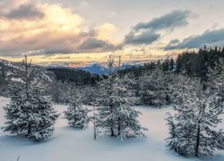 Ośnieżone drzewa na tle rozświetlonych gór