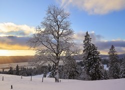 Ośnieżone drzewa na wzgórzach o poranku