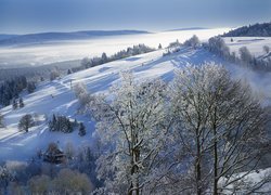 Ośnieżone drzewa na wzgórzach w porannym słońcu