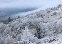 Ośnieżone drzewa na wzgórzu nad zamgloną doliną