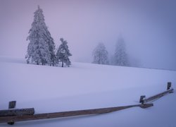 Zima, Ośnieżone, Drzewa, Mgła, Ogrodzenie