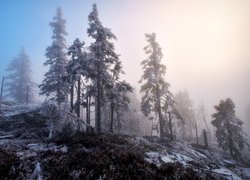Zima, Drzewa, Wzgórze, Mgła