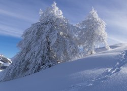 Zima, Góry, Ośnieżone, Drzewa, Ślady