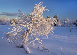 Ośnieżone drzewa na zimowym polu