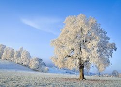 Ośnieżone drzewa na zimowym wzgórzu