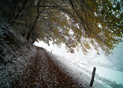 Ośnieżone drzewa nad drogą na skarpie