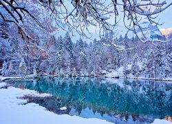 Ośnieżone drzewa nad górskim jeziorem Blausee w Szwajcarii