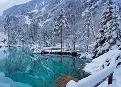 Zima, Ośnieżone, Drzewa, Jezioro, Blausee, Szwajcaria