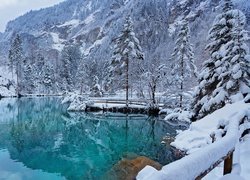 Ośnieżone drzewa nad jeziorem Blausee w Szwajcarii