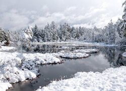 Ośnieżone drzewa nad leśnym jeziorem