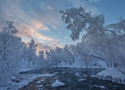 Rzeka Kaamasjoki, Wioska Kaamasmukka, Laponia, Finlandia, Zima, Rzeka, Ośnieżone, Drzewa