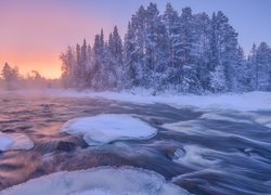 Ośnieżone drzewa nad rzeką Kolvitsa w Rosji