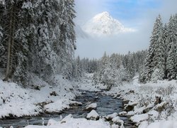 Ośnieżone drzewa nad rzeką na tle zamglonych gór
